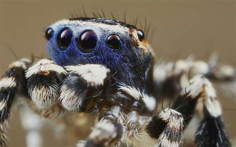 Vers le haut image araignée paon 150400 Image araignée paon