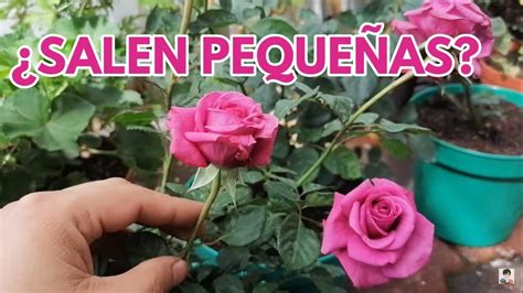 Rosales Y Rosas Por Que Salen Tan Chiquitas Peque As Chuyito