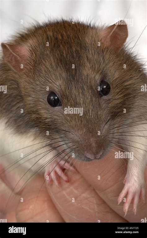 Hooded Rat High Resolution Stock Photography And Images Alamy