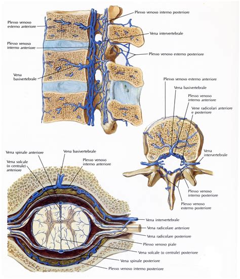 Midollo Spinale Anatomia