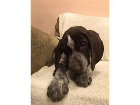 German Wirehaired Pointers Puppies Sale Buffalo - Puppies for Sale Near Me