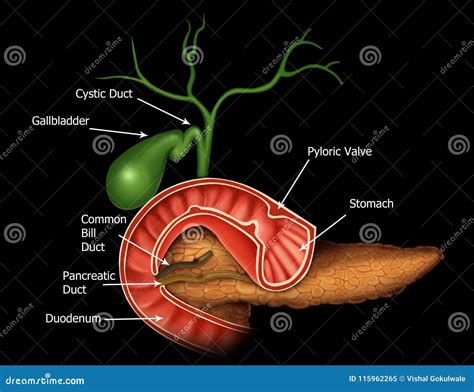 Anatomy Of The Hepatic And Pancreatic Ducts Stock Illustration Illustration Of Education