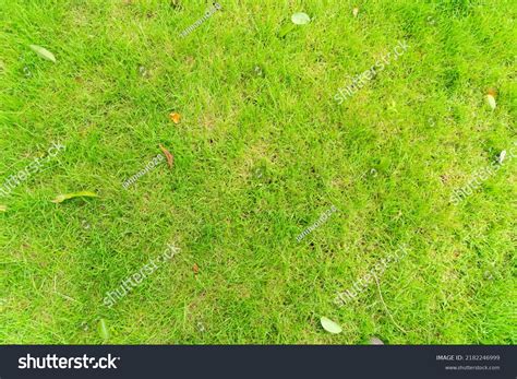 Green Meadow Grass Green Grass Texture Stock Photo 2182246999 | Shutterstock