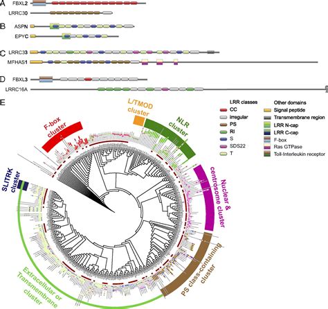 Human Leucine Rich Repeat Proteins A Genome Wide Bioinformatic