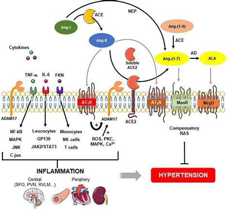 Frontiers Adam Mediated Shedding Of Inflammatory Cytokines In