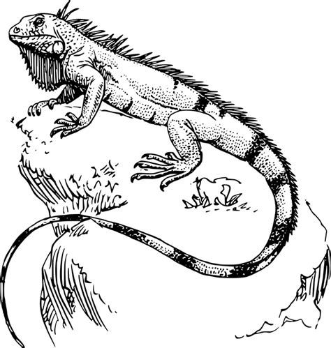 Lizard Coloring Pages - C.S.W.D