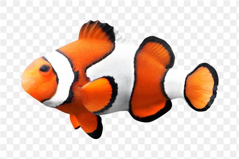 Anemone Fish Png Clipart Transparent Free PNG Rawpixel