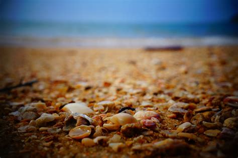 Free Images Beach Sea Nature Sand Rock Sunlight Morning Leaf