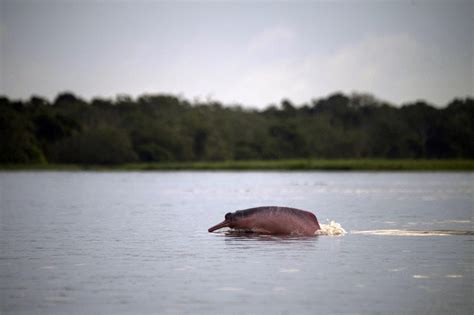 One Third Of Amazon Degraded By Human Activity Drought Study