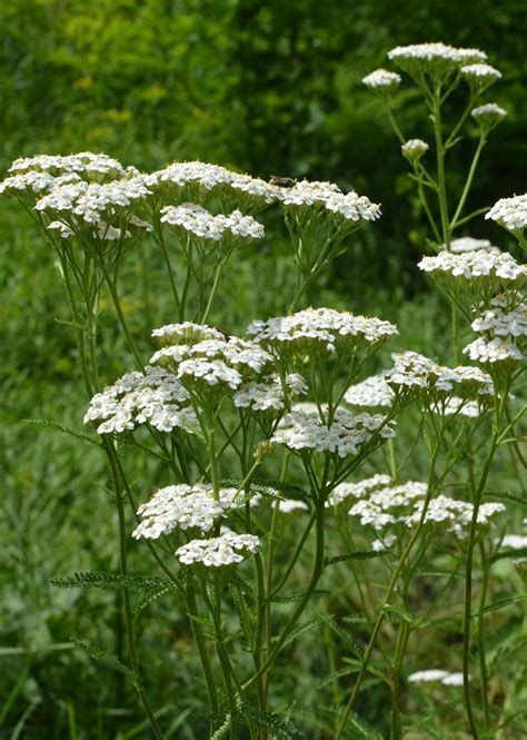 8 Flowers That Look Like Queen Annes Lace Hello Lidy