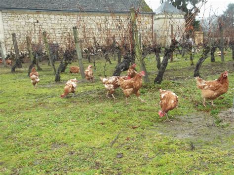 Des poules et des vignes à Bourgueil janvier 2014