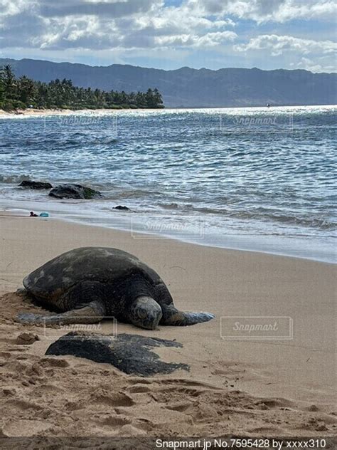 砂浜に横たわる亀の写真・画像素材 7595428 Snapmart（スナップマート）