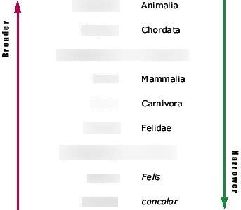 Biology Classification Taxonomic Groups Diagram Quizlet