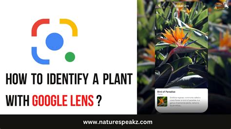 How To Identify A Plant With Google Lens Nature Speakz