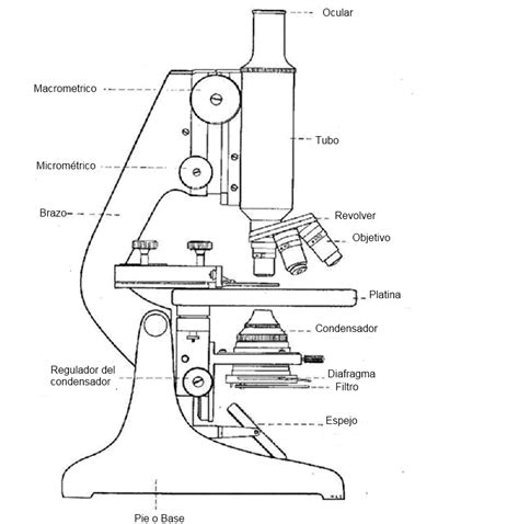 Las Principales Partes Del Microscopio Y Sus Funciones