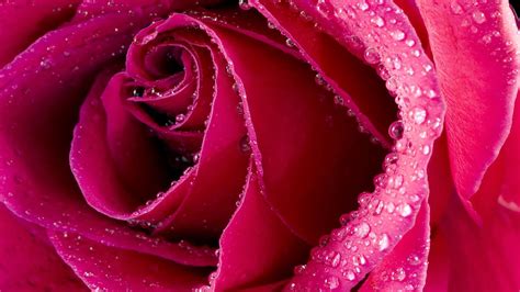 🔥 [40+] Rose with Water Drops Wallpapers | WallpaperSafari