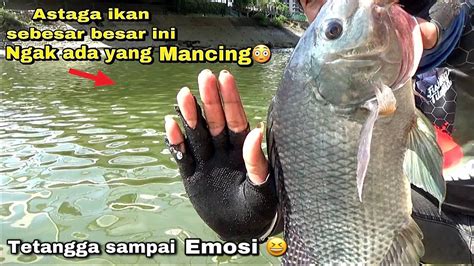 Adu Sakti Pemancing Ini Bertubi Tubi Umpan Baru Turun Langsung Di