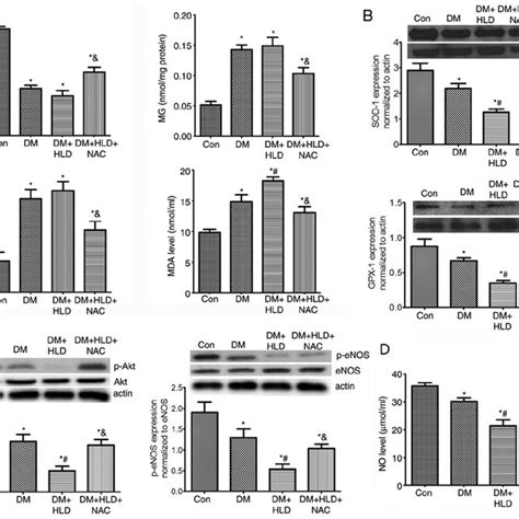 Effects Of Nac On Oxidative Stress P Akt P Enos Protein Expression And