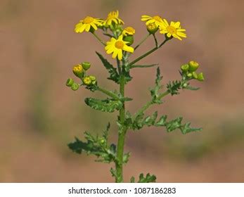 Senecio Vernalis Known Eastern Groundsel Stock Photo 1087186283