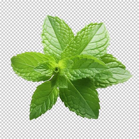 Premium PSD Fresh Mint Leaves Isolated On Transparent Background PNG