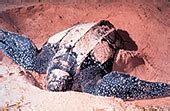 Leatherback Turtle Migration | Census of Marine Life