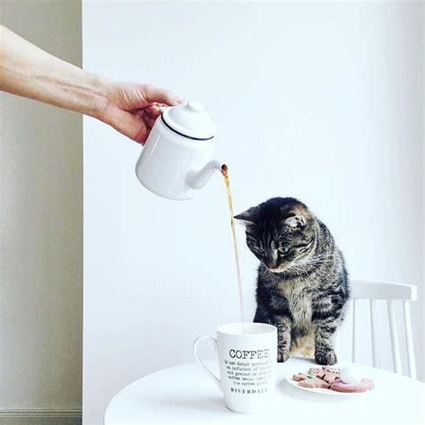 Good Morning Coffee Please⠀ Photo Lightpoem⠀ Cats Crazy Cats