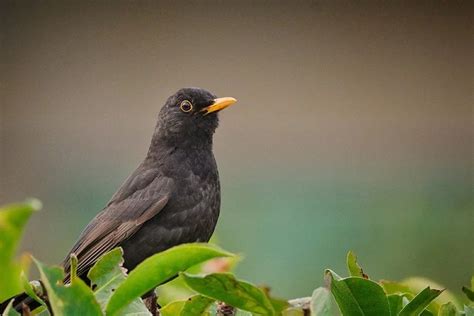 Blackbird: Characteristics, Diet, Facts & More [Fact Sheet]