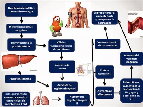 El Blog De Fisiologia De Israel Aramburo Lucas Enero 2014