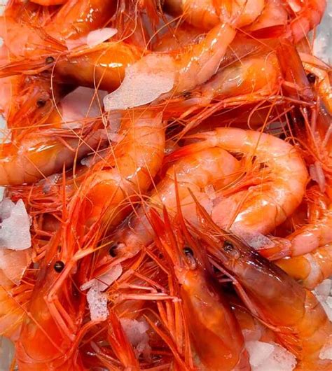 Gamba Extra Del Mediterr Neo Peixateria Sunta