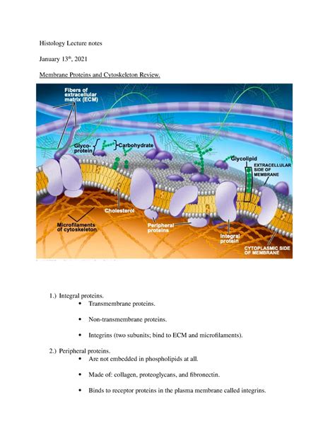 Histology Lecture Notes Histology Lecture Notes January 13th 2021