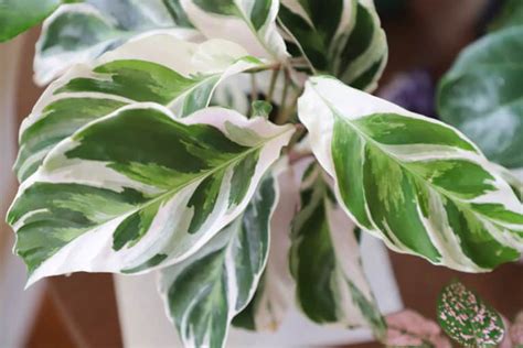 Calathea Lietzei White Fusion Care Guide Garden Pals