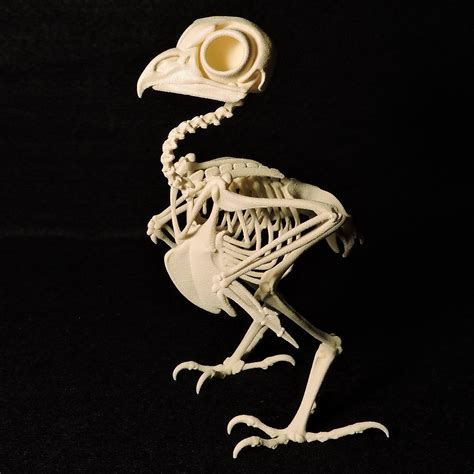 Life Size 3d Printed Elf Owl Skeleton Owl Skeleton Elf Owl Owl