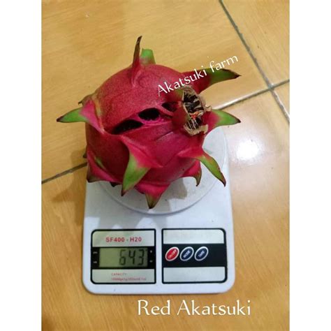 Jual Bibit Stek Buah Naga Red Akatsuki Hasil Karya Anak Bangsa