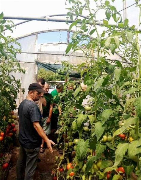 Praktična Obuka O Plasteničkoj Proizvodnji Održana U Trnovici Foto