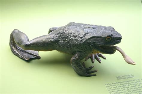 Worlds Largest Frog Goliath Frog