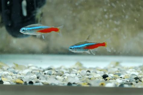 Neon Tetra Swim Bladder Disease Causes Symptoms Treatment Pet