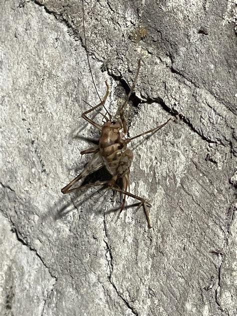 What kind of cricket is this?(Midwest US) : r/insects