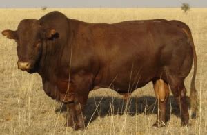 Bonsmara | The Cattle Site