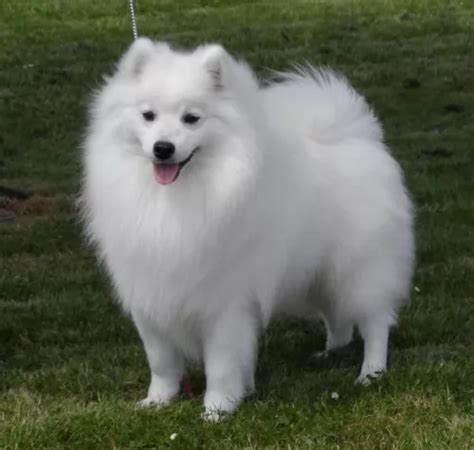 Spitz Dog Breed Information, Images, Characteristics, Health