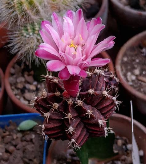 Captivating Cactus And Striking Succulents 76 In A Series Gymnocalycium Mihanovichii Hibotan