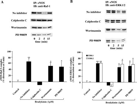 Effects Of Protein Kinase Inhibitors On Bradykinin Induced Dissociation