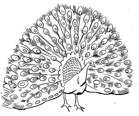 Peacock Coloring Pages