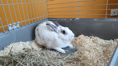 Adoption de Citronelle Indéfinie lapin nain bélier région Occitanie