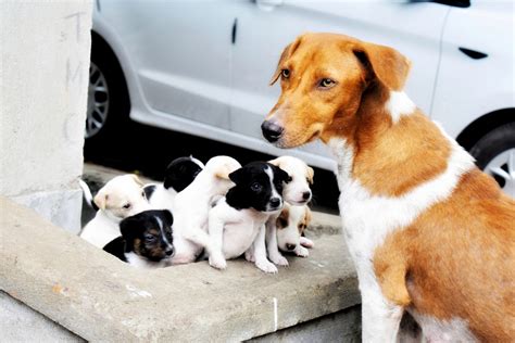 Castrar Cachorro Confira As Vantagens Que Esse Procedimento Oferece