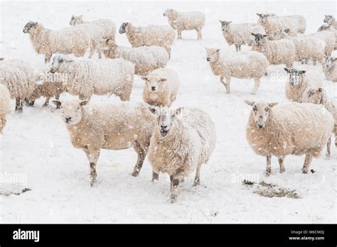 Schafe schnee Fotos und Bildmaterial in hoher Auflösung Alamy