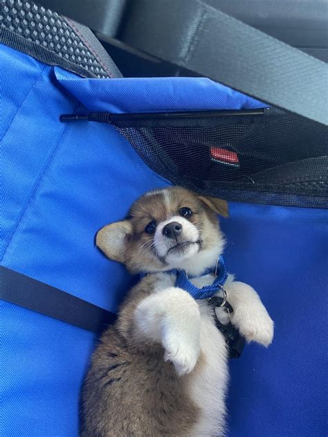 Just Picked Up My Brand New Little Man Dad And Mom Love You Nox Rcorgi