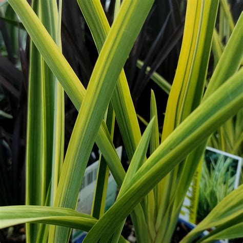 Phormium Colensoi Duet Wharariki Flax Pikirangi Online Garden Centre