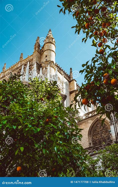 Spain, Andalusia, Seville, the Cathedral Bell Tower Seen from the Orange Tree Courtyard Stock ...