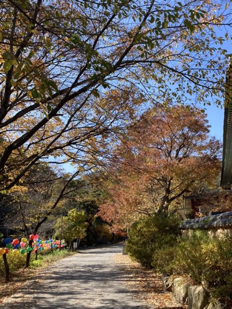 대구근교 경북 영천 가볼만한 곳 당일치기 가을 단풍 나들이 은해사 광명식당 임고서원 카페 온당 네이버 블로그