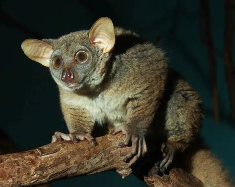 Northern greater galago - Facts, Diet, Habitat & Pictures on Animalia.bio